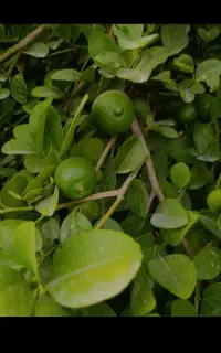خریدار لیمو ترش