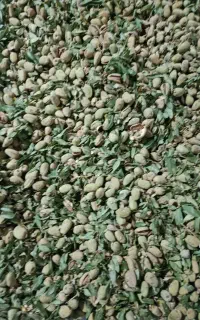 بادام تازه چیده با پوست
