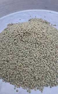 عدسی اعلا و‌پاک شده