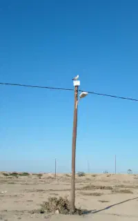 برق کار یا کمک برقکار