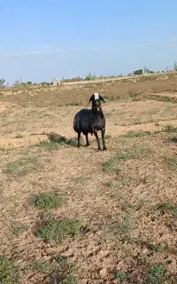 قوچ اصیل شال شش دندان