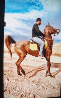 مادیون عرب