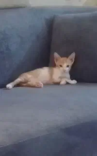 گربه