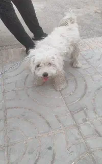 واگذاری سگ فوری