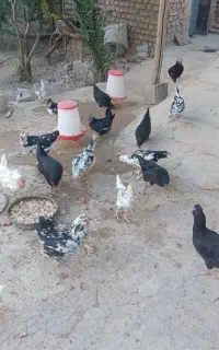 تخم مرغ نطفه دار