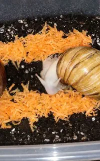 پک اقتصادی سوپر مولد و جوجه حلزون