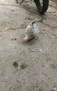 یک جوجه برهما و یک جفت کفتر