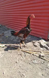 خروس لاری نژاد دار