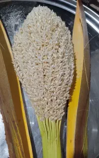 گرده نخل اصلی
