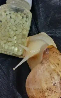 حلزون های بزرگ تر