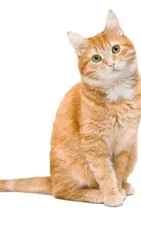 گربه پیدا شده محدوده باهنر