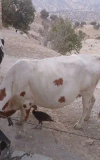 گاو ابستن اروم