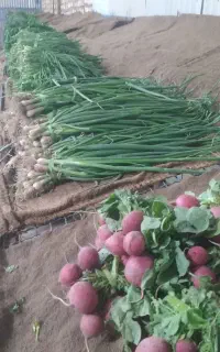 سبزیجات و صیفی جات ارگانیک مزرعه
