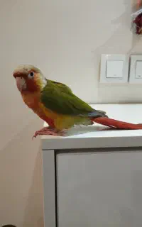 طوطی گرینچیک
