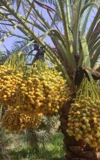 فروش نخل
