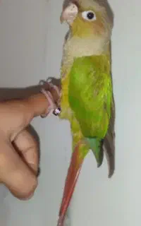 گرینجیک آناناسی حلقه به پا
