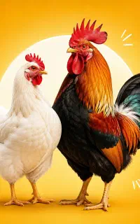 مرغ کشتار روز