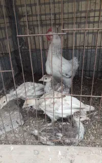 مرغ