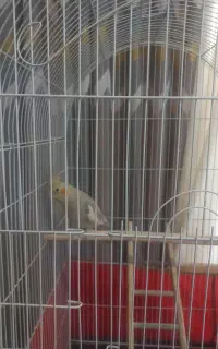 عروس هلندی