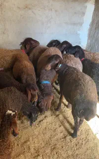 میش جوان چند قلوزا همو و هترو