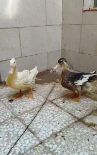 دو عدد اردک جوان