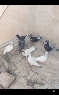 کبوتر