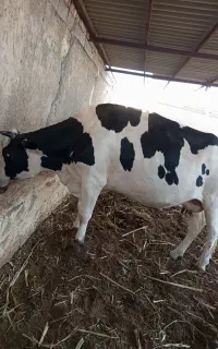 گاو ماده گوشتی جوان