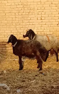 قوچ