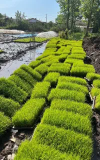 توم زردم و هاشمی