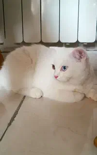گربه