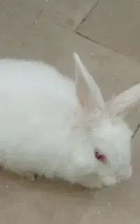خرگوش