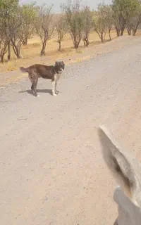 سلام سگ رمگی جوان