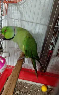 طوطی ملنگو نر
