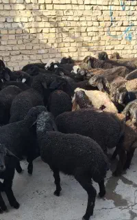 بره بره