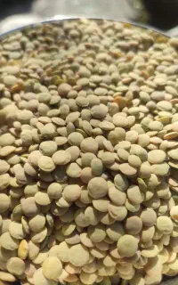 عدس درجه یک درشت