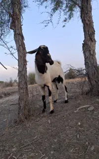 چپشت فروشی