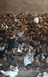 جوجه گلپایگانی