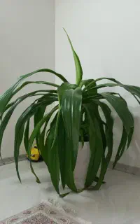 گل سوسن عنکبوتی