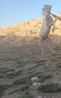 اسب نژاد  عرب
