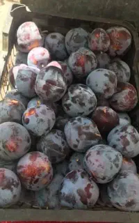 گوجه ربی تازه