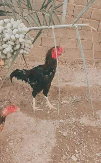 مرغ و خروس