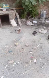 اردک نزول ماده‌ تخم کزار
