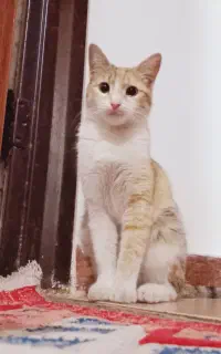 سرپرستی رایگان گربه