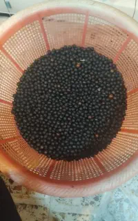 دانه یسر برای درست کردن تسبیح