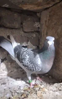 پرنده درجه یک