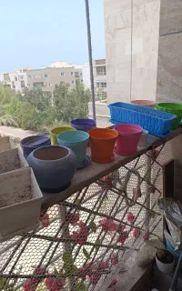 گلدان  گل دونه ۵۰