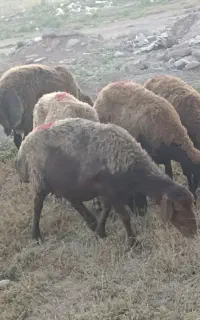 گوسفند پنج عدد جوان ومیان سال واسه قربانی ونگهداری