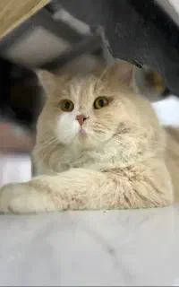 گربه پرشین کلاسیک