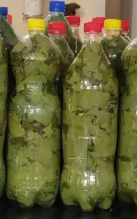 برگ مو