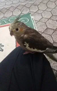 گمشده